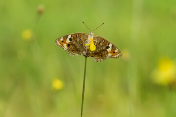 butterfly on flower