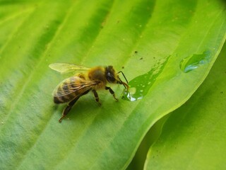 the bee drinks water on the leaf