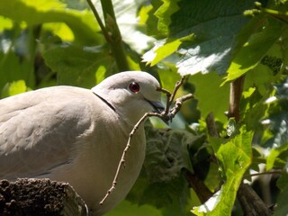 a gray dove with a twig in its beak