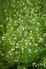 summer green grass white wildflowers