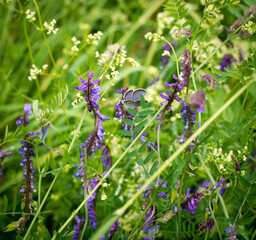 summer green grass butterfly with blue wings sits on a purple flower 