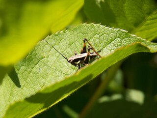 small grasshopper on a leaf