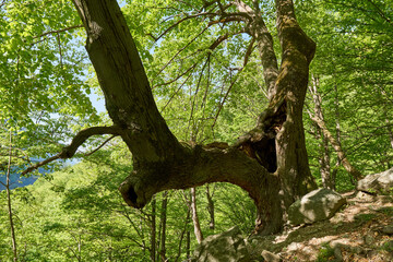 Fototapeta premium Beech forest on mountain