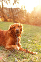 Golden retriever dog playing with a stick in the park