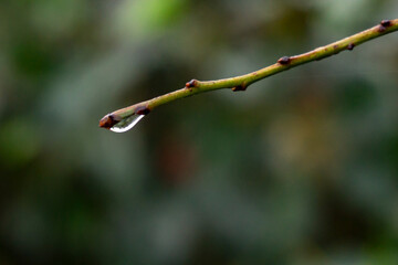 drop on the branch