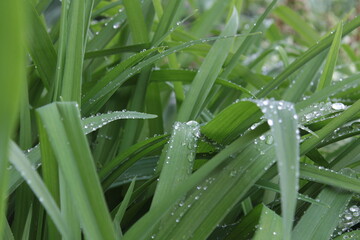 Drops of water on the grass. Freshness of the morning.