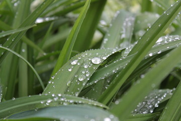 Drops of water on the grass. Freshness of the morning.