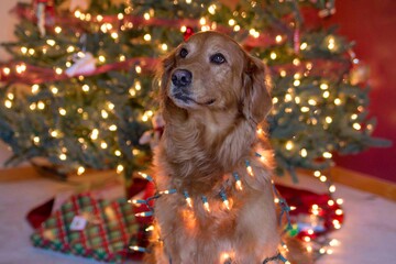Christmas tree with a golden retriever dog and gifts