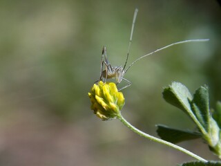 a small grasshopper on a yellow flower