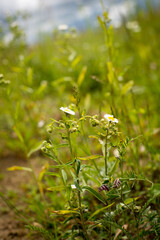 summer green grass daisy flower pharmacist little