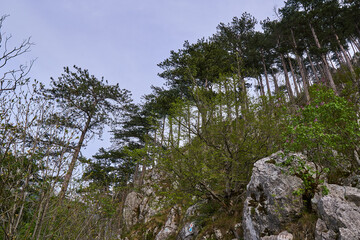 Pinus nigra on mountain peak