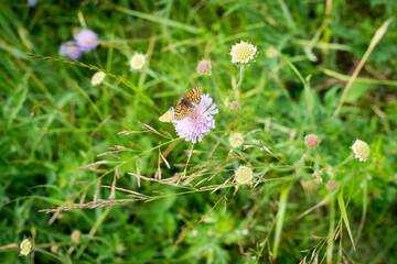 summer grass wildflower lilac butterfly sitting with orange wings
