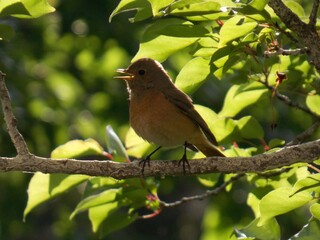a small bird sings on the branches
