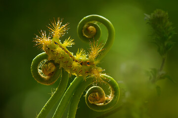 close up of a fern and Caterpillar
