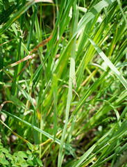 summer grass field leaf and green grasshopper
