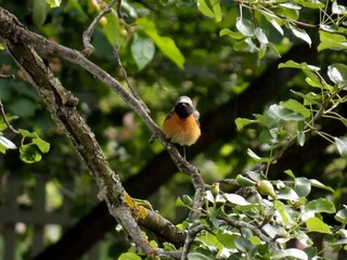 a small bird on a branch
