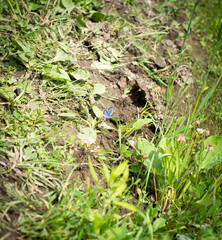summer grass butterfly with blue and orange wings sits on a camomile flower