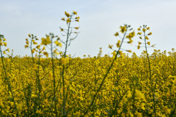 Obraz premium Rape field