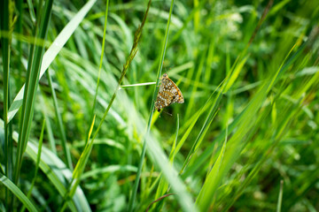 summer grass butterfly with orange and black wings sits on a blade of grass