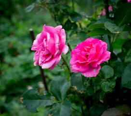 summer flowers garden among green grass rose pink