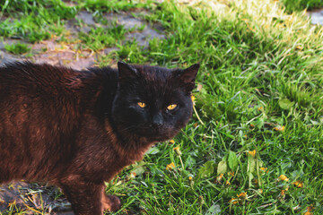 old gray-haired black village cat