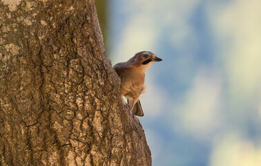 Eurasian Jay, Garrulus glandarius
