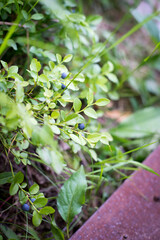 summer green grass blueberries fruits mature forest