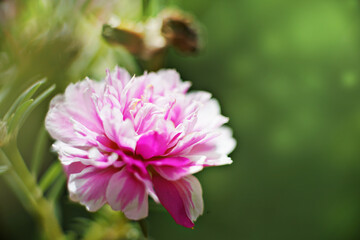 Obraz premium Light pink flowers are interspersed with dark colors and morning sunlight.