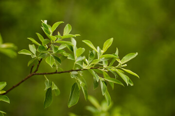 Fototapeta na wymiar Closeup of a tree branch