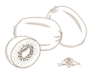 Vector illustration Outline hand drawn kiwi (flat style, thin line).