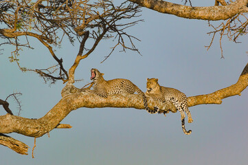 Two Leoplards Relaxing On A Tree Branch