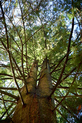 Fototapeta premium Very old pine tree