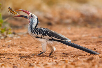 A Hornbill Playing With A Grasshopper Before He Eats It