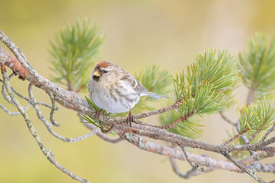 Arctic Redpoll (Acanthis hornemanni), adult perched on a branch, Flatanger, Norway