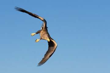 White-tailed sea eagle (Haliaeetus albicilla) in flight with bue sky, Flatanger, Norway