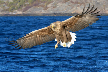 White-tailed sea eagle (Haliaeetus albicilla) in flight, hunting and catching fish, Flatanger, Norway