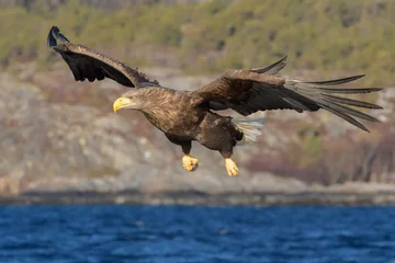 Fototapeten White-tailed sea eagle (Haliaeetus albicilla) flying and hunting fish, Flatanger, Norway © andreanita