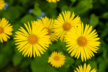 Full frame of yellow daisies on a background of green foliage .
