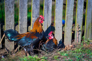 Rooster and hens in the courtyard