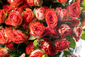 Roses spray zadique. Close up beautiful flower isolated on white studio background. Design elements for cutting. Blooming, spring, summertime, tender leaves and petals. Copyspace.