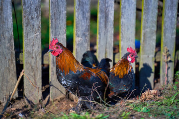 Rooster and hens in the courtyard