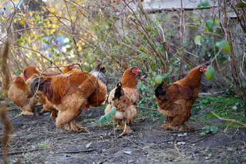 Rooster and hens in the courtyard