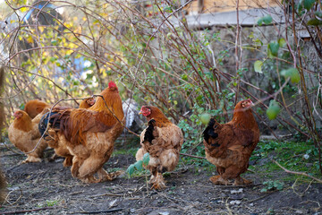 Rooster and hens in the courtyard