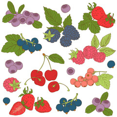  illustration Set of Outline hand drawn berries ( blackber