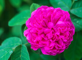 Close up of Rose de Rescht