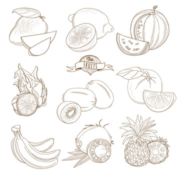 Set of Outline hand drawn fruits with leaves ( mango, lemon, watermelon, dragonfruit, kiwi, orange, grapefruit, banana, coconut, pineapple)