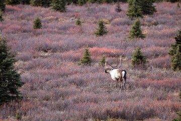 Caribou in Denali National Park