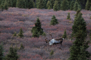 Caribou in Denali National Park