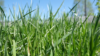 Low angle view of green grass blades on sunny day. Natural background concept.