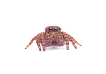 jumping spider isolated on white background.